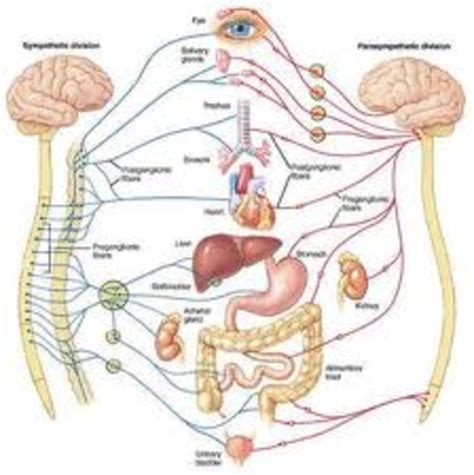 The Solar Plexus - Man's Abdominal Brain - HubPages