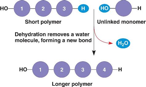 dehydration.html 05_02aPolymers-L.jpg