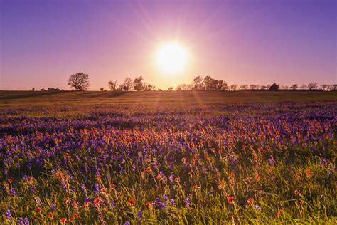 Wildflowers Field | ubicaciondepersonas.cdmx.gob.mx