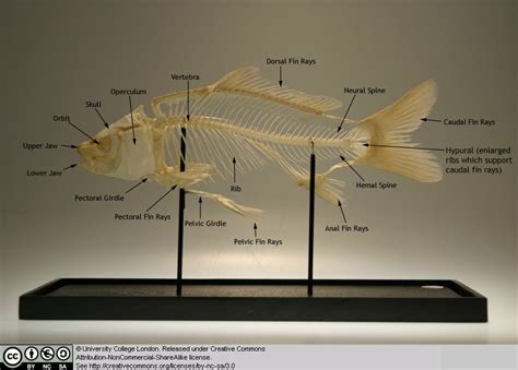 Fish Skeleton Labeled