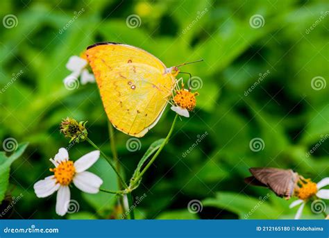 Yellow Butterfly on Flower in the Garden Stock Photo - Image of garden ...