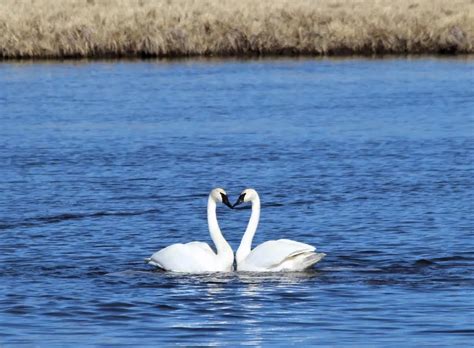 Trumpeter swans bounce back from near extinction