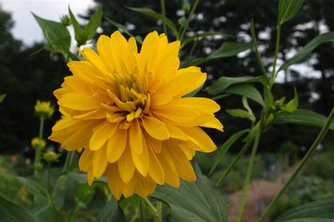 My Virtual Maryland Garden: Rudbeckia laciniata 'Hortensia' aka "Golden ...