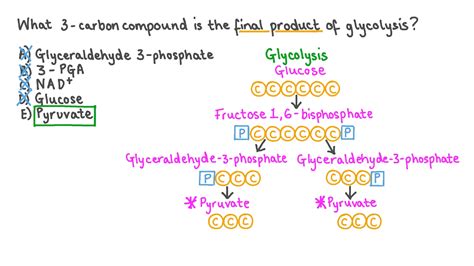 Question Video: Recalling the Products of Glycolysis | Nagwa