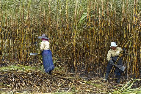 Sugar Cane Harvest