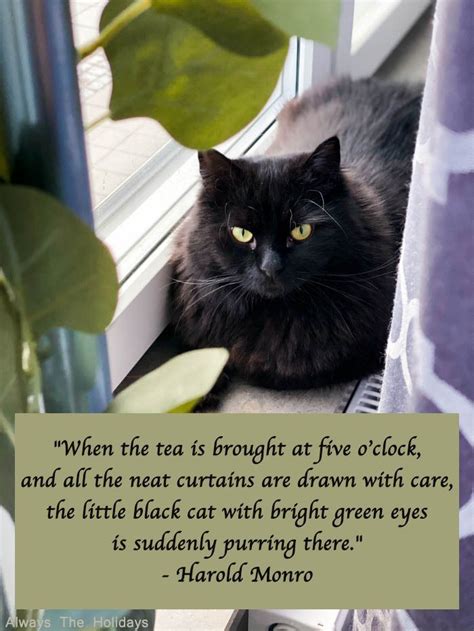 Black Cat Quotes - The Best Quotes to Celebrate Black Cats | Black cat ...