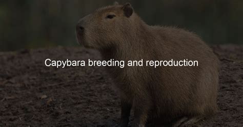 Capybara breeding and reproduction - Capybara Lovers