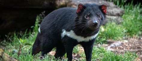 Wildlife in Tasmania - Types of Tasmanian Animals - A-Z Animals