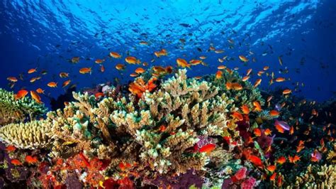 Noise pollution has effects on the coral reef