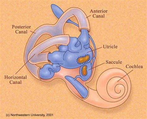 Ear - BIOLOGY4ISC