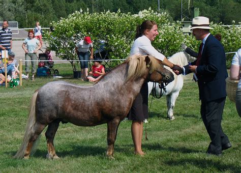 Shetland pony - Wikipedia