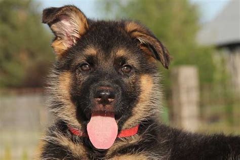 German Shepherd Puppy Crate Training: The A-B-C's of How To Do It Right ...