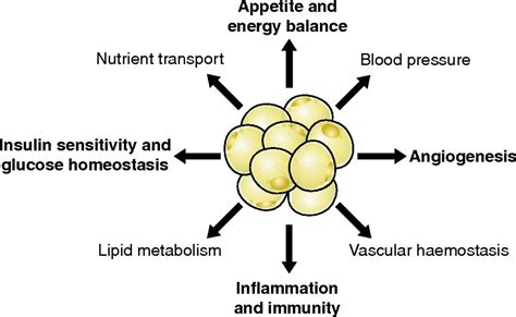 functions of adipose - Search | Metabolism, Blood pressure, Search