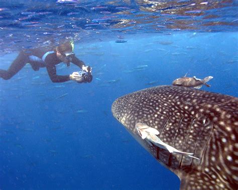 Galapagos Aggressor, whale shark season | Whale, Whale shark, Galapagos