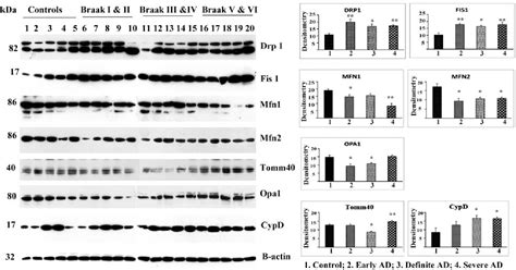 Immunofluorescence assay | Semantic Scholar