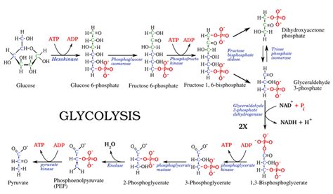 Glycolysis Overview for Strength & Conditioning Coaches