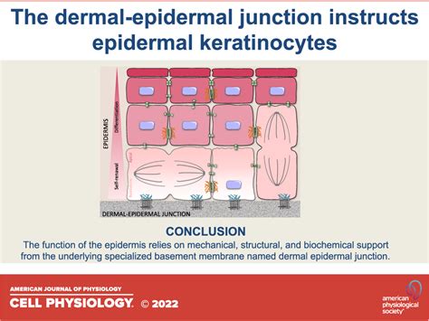 The basement membrane in epidermal polarity, stemness, and regeneration ...