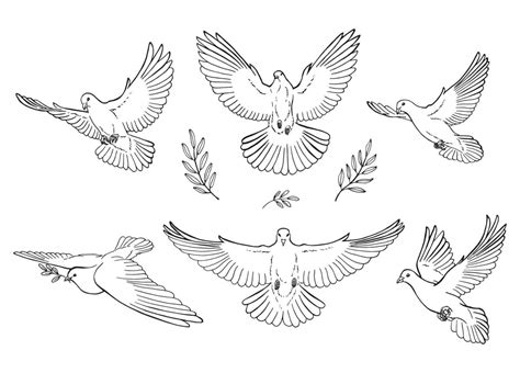 Set of dove outline. Line art style isolated. Hand drawn vector ...