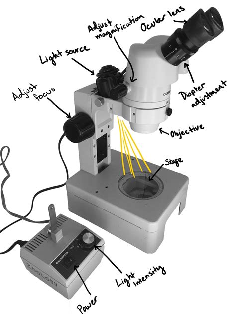 Parts Of Dissecting Microscope