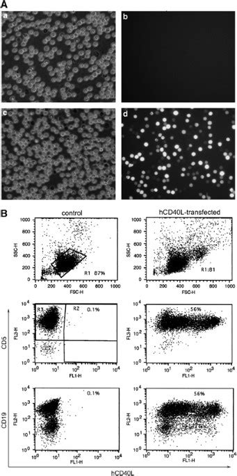 Rapid and efficient nonviral gene delivery of CD154 to primary chronic ...