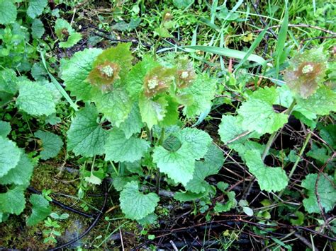 Garlic mustard identification and control: Alliaria petiolata - King County