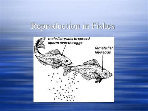 PPT - Reproduction in Fishes PowerPoint Presentation, free download ...