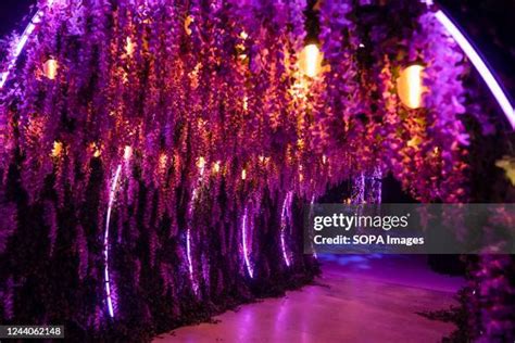 48 Wisteria Tunnel Stock Photos, High-Res Pictures, and Images - Getty ...