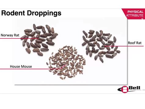 Rodent Droppings Identification