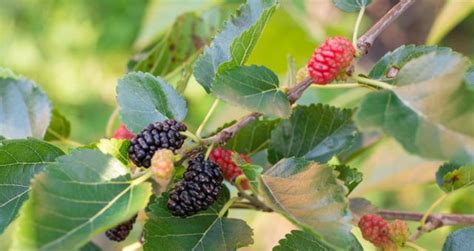 10 Surprising Health Benefits Of Mulberry Tea