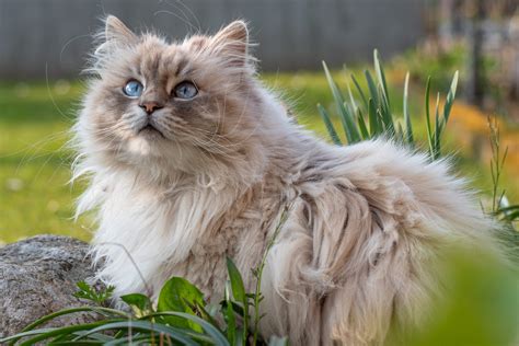 44 of the Cutest Cat Breeds | Reader's Digest