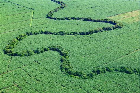 Banana Plantation aerial view 3 - Chiquita Brands International