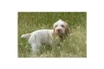 Spinone Italiano Puppies for Sale from Reputable Dog Breeders