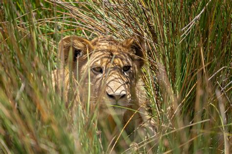 lion-cub-in-grass-1600px – Rupert Studios