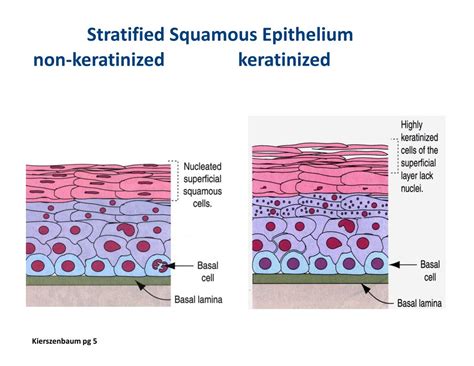 Stratified Squamous Epithelium Keratinized Scalp