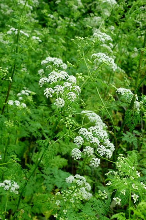 Conium maculatum - Wildflowers of the National Capital Region