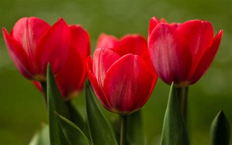 Red Tulips Close-Up Nature HD desktop wallpaper : Widescreen : High ...