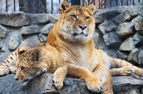 What is a Liger? - Wild Animal Safari