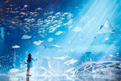 2024 Atlantis Lost-Chamber Aquarium Dubai