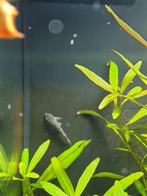 Otocinclus Catfish - Complete Guide To Care, Breeding, Tank Size, And ...