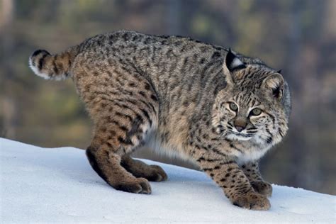 Bobcat (Lynx rufus)