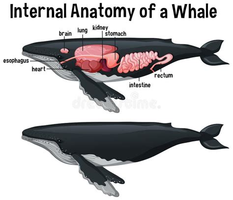 Whale Anatomy Stock Illustrations – 93 Whale Anatomy Stock ...