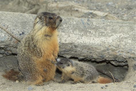 Yellow-Bellied Marmot | Animals Wiki | Fandom