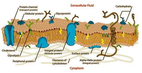 The Cell Membrane