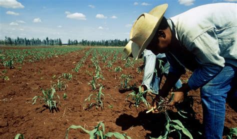 Central Independiente de Obreros Agrícolas y Campesinos critican ...