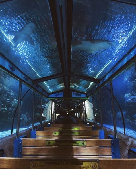 You Can Ride On An Underwater Train In Texas & Get Up Close With ...