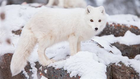 Cute But Tough - The Arctic Fox - Yukon Wildlife Preserve