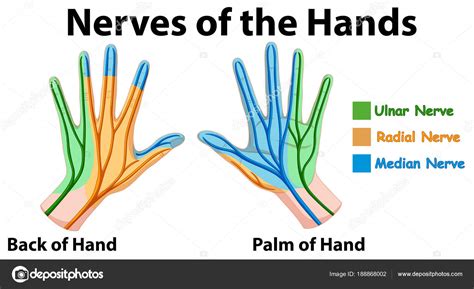 Diagramme montrant les nerfs des mains Stock Vector by ©interactimages ...