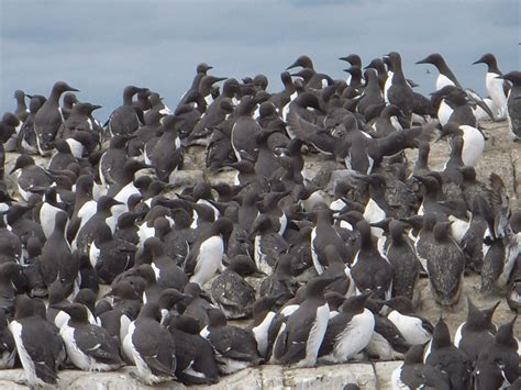 Guillemots on Farne islands