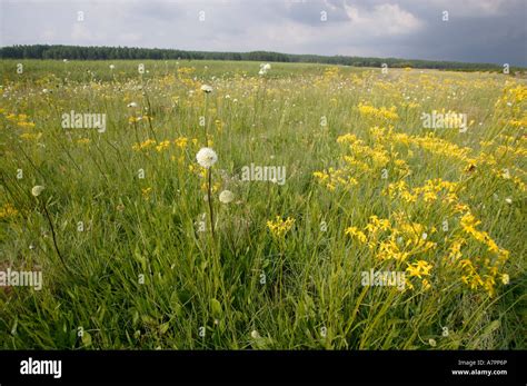 Wildflowers highveld grassland summer hi-res stock photography and ...