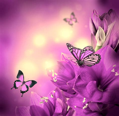 [100+] Purple Butterfly Wallpapers | Wallpapers.com